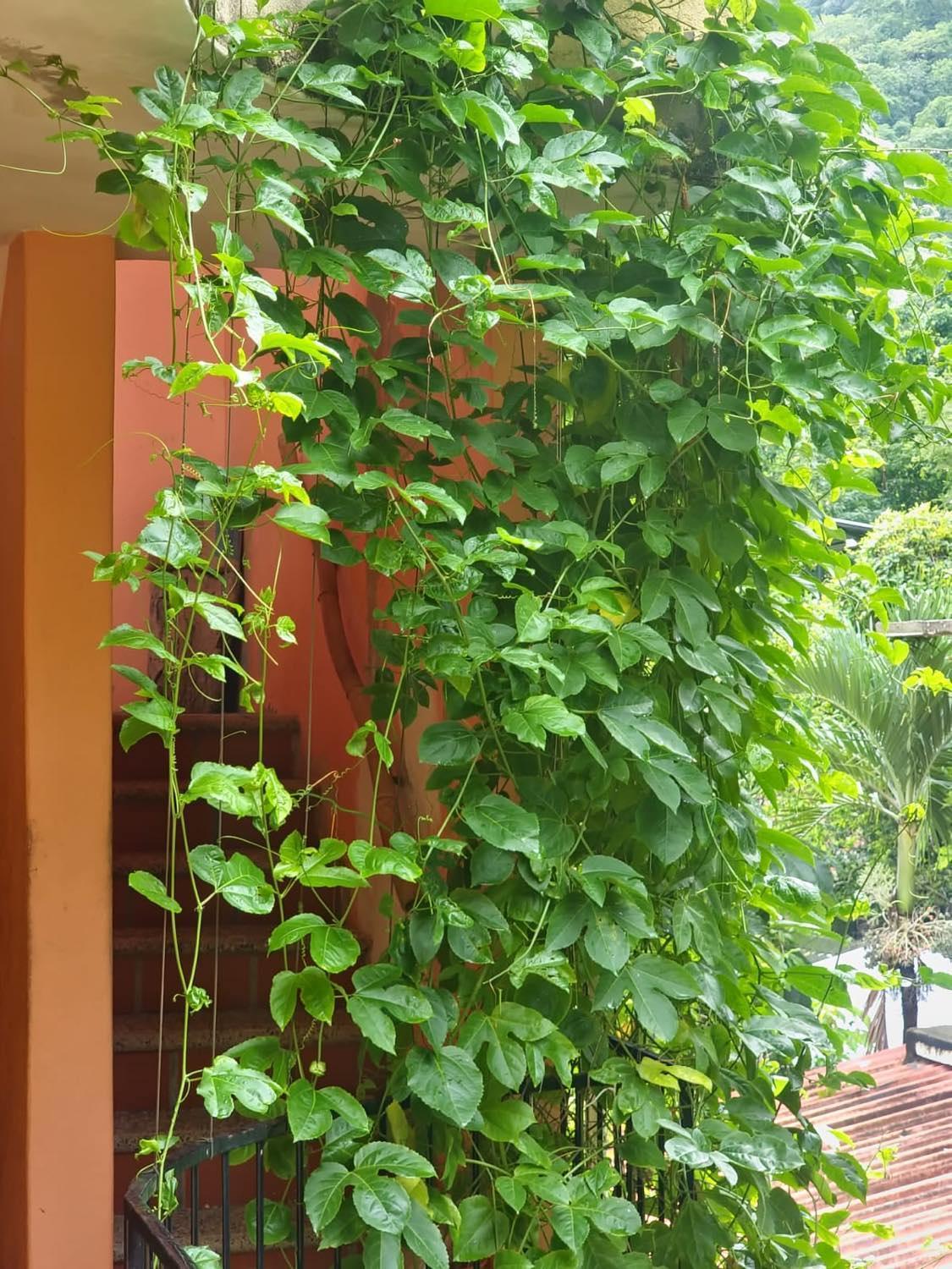 La Posada Pacifica Puerto Vallarta Exterior photo